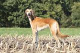 SALUKI 075
